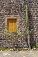 Large cacti in front of stone wall, Mexico