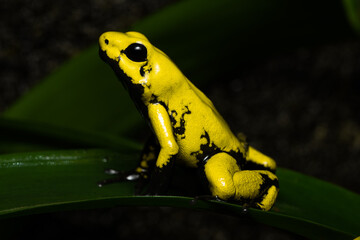Closeup of a golden poison frog