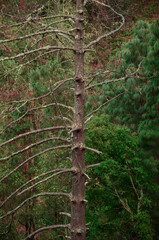 Fototapeta premium pine in the forest
