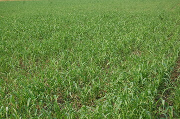Sugarcane plants in the field