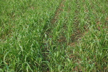 Sugarcane plants in the field