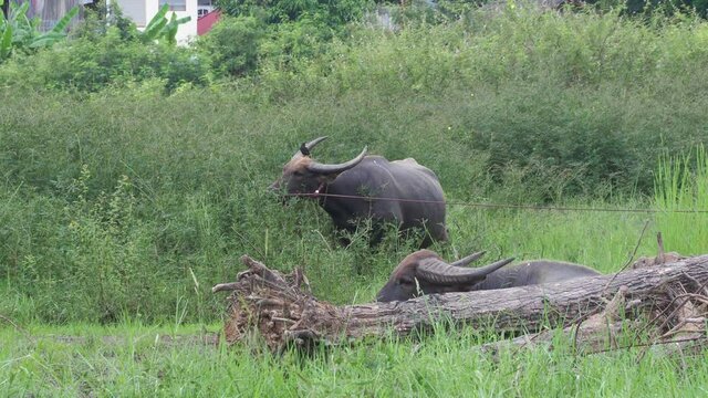 The buffalo is eating grass and there is a bird on its back.