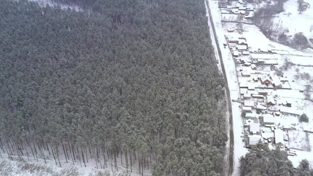 Flight over a dense pine forest with a felling zone near residential areas. Deforestation zone on the edge of the forest near the village in winter in snowy weather - reveal drone shot.