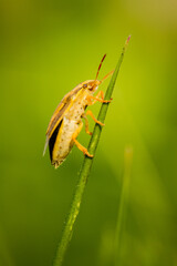 Insecto