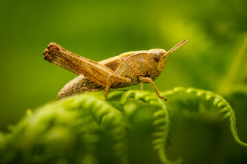 Grasshopper