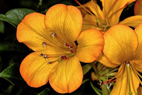 Orange Tropical rhododendron in full bloom. Rhododendron sect. Vireya.