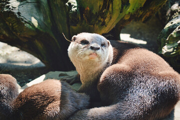 Obraz premium Neugieriger Fischotter