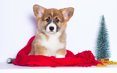welsh corgi dog on a red blanket