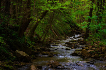Creek flowing through shady forest