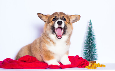 welsh corgi puppy yawns on a red blanket