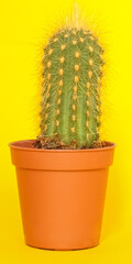 Isolated small cactus plant on yellow background.
