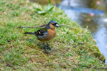 Birds in the park