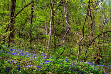 Forest of trees with wildflower blooming beneath