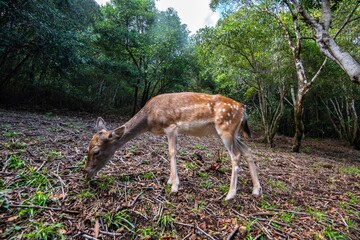 Deer in the forest