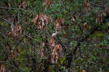 the little bird is eating grains in the forest