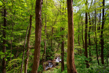 Creek flowing through lush spring forest