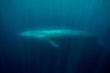 Fototapeta premium Blue whale underwater