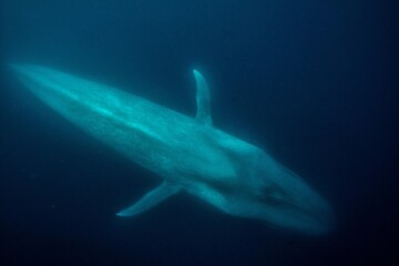 Naklejka premium Blue whale underwater