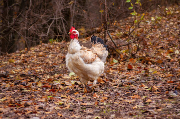 a rooster walks on fallen leaves in the forest