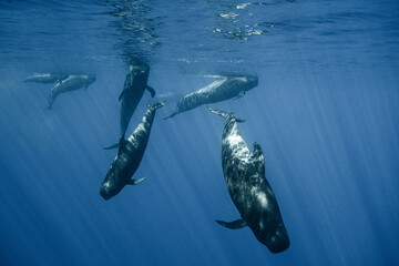 Pilot whales underwater