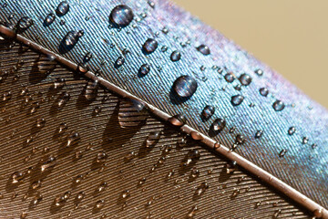 Pluma de ave con gotas de agua