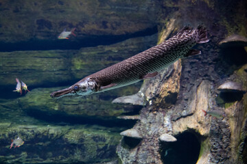 Close-up of longnose gar with bright blue eyes and long nose.  Fish in an aquarium underwater.