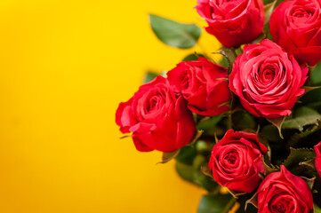 pinkfarbene rote Rosen vor gelbem Hintergrund