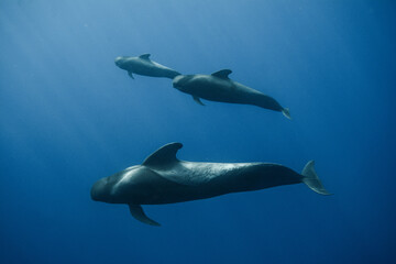 Pilot whales underwater