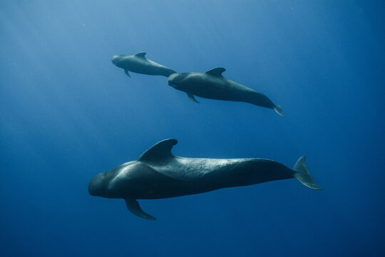 Pilot whales underwater © Stanislav