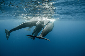 Sperm whales underwater