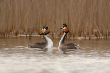 Grebes in matingdisplay.