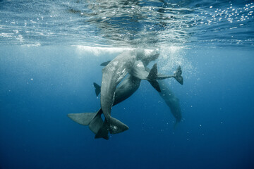 Fototapeta na wymiar Sperm whales underwater
