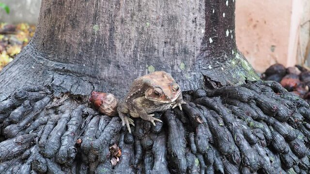 Toad Scientific name is Duttaphrynus. melanostictus It is around the roots of trees and is eating insects.