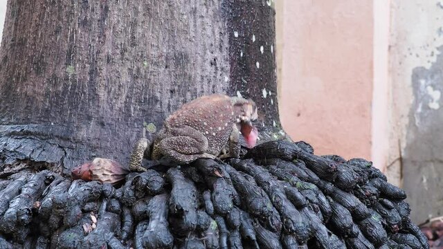 Toad Scientific name is Duttaphrynus. melanostictus It is around the roots of trees and is eating insects.