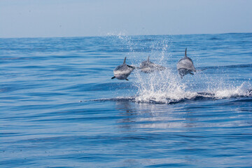 Dolphins breaching