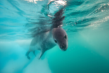 Leopard seal underwater