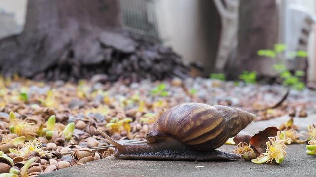 The snail is walking slowly, taken in close distance.