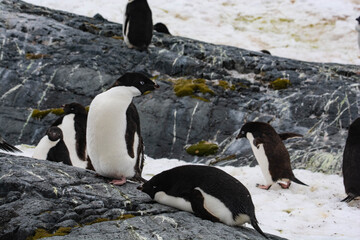 Penguins colony