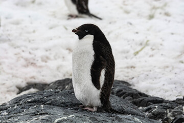 Naklejka premium Penguins colony
