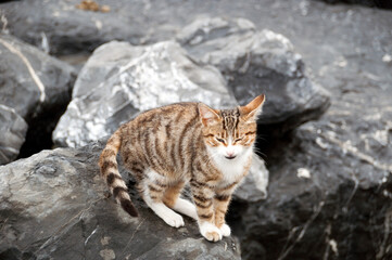 A small kitten sits on the stones. Large stones on the shore.