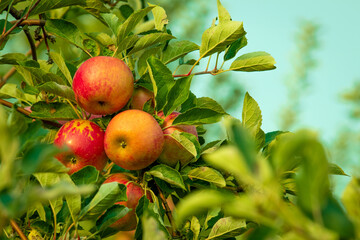Apple tree agriculture during apple picking season