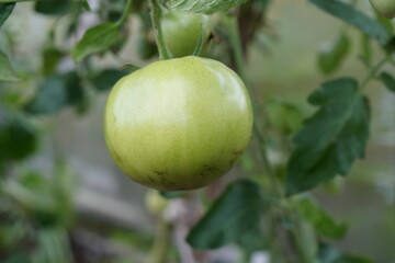 An unripe tomato grows in a greenhouse.