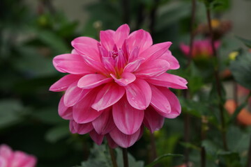 Obraz premium Dahlia Onesta inflorescence among green foliage in summer.