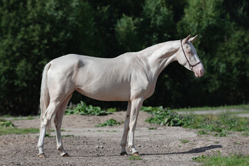 Obraz na płótnie Canvas Beautiful cremello horse with a long white mane stands on natural summer background, profile side view, exterior 