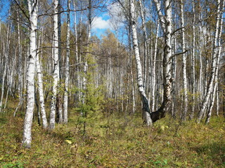 Young larch grows in the forest among white birches on a sunny autumn day.