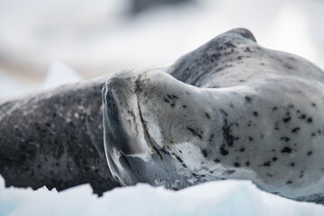 Leopard seal on the ice