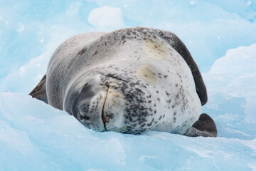 Leopard seal on the ice
