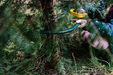 Close up of a young girl using a hand saw to cut down a small Douglas fir tree at a Christmas tree...