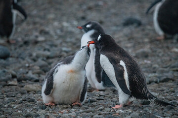 Naklejka premium Penguins in Antarctica