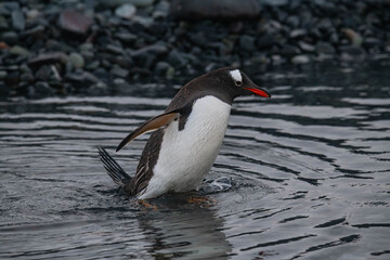 Penguins in Antarctica